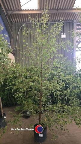 Silver Birch