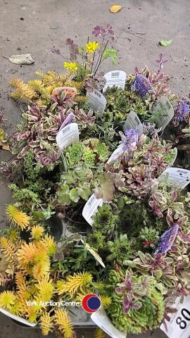 20 x mixed Alpine plants