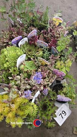 20 x mixed Alpine plants