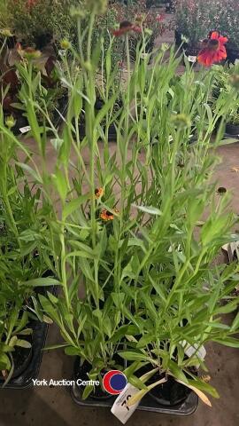 7 x Helenium