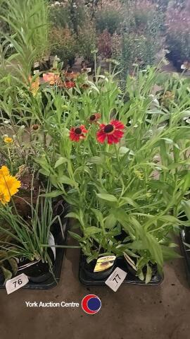 7 x Helenium