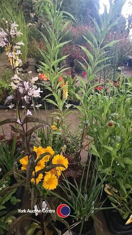 8 x mixed herbaceous plants