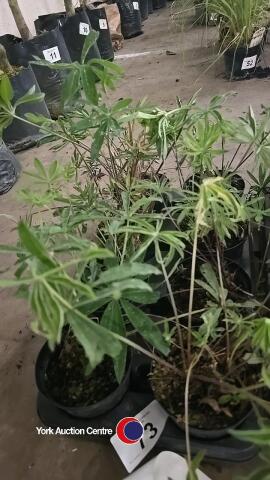 8 x Lupins