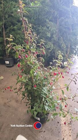 Mrs Boothby climbing fushia