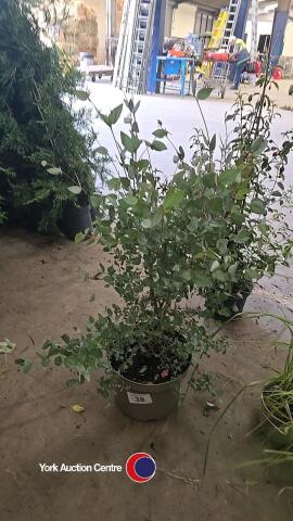Eucalyptus patio bush