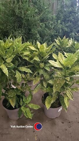 2 x Accuba