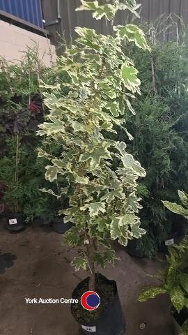 Acer Drummondii bush