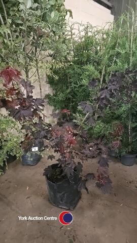 Acer Crimson King bush
