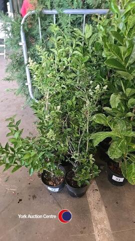 12 x green privet