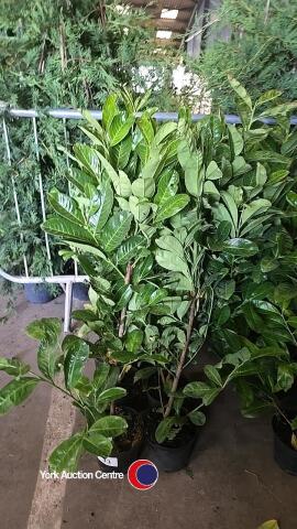 10 x Laurel bushes
