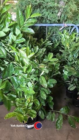 10 x Laurel bushes