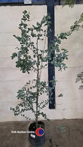 Eucalyptus Gunnii