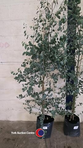 Eucalyptus Gunnii