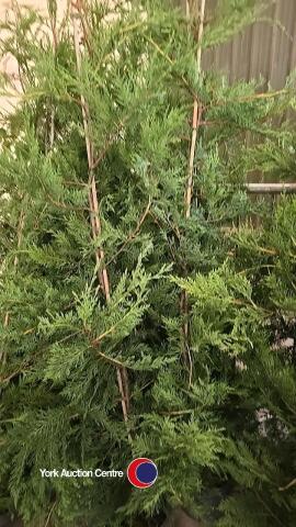 10 x Leylandii green
