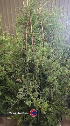 10 x Leylandii green
