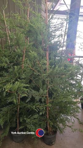 10 x Leylandii green