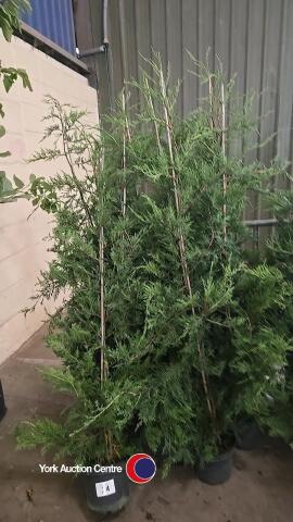 10 x Leylandii green