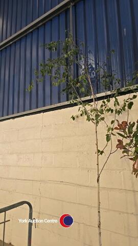 Silver Birch