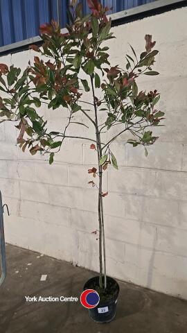 Photinia Red Robin Standard