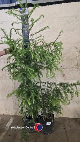 2 x Larch