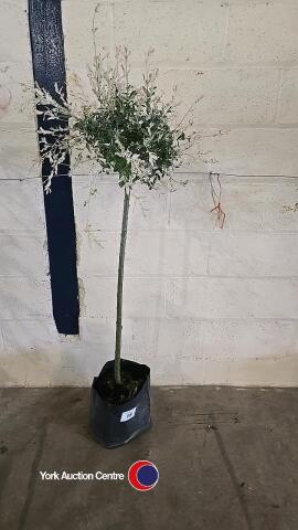 Salix Nishiki Flamingo