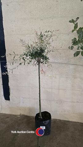 Salix Nishiki Flamingo
