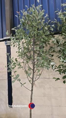 Sorbus Lutescens, White Beam