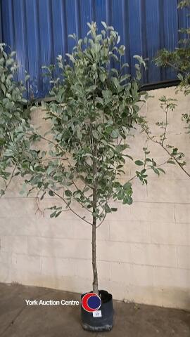 Sorbus Lutescens, White Beam