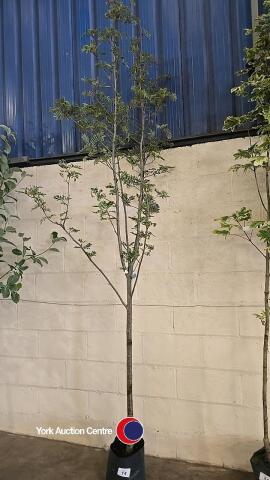 Sorbus Joseph Rock