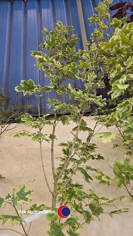 Acer Drummondii