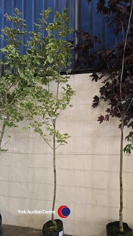 Acer Drummondii