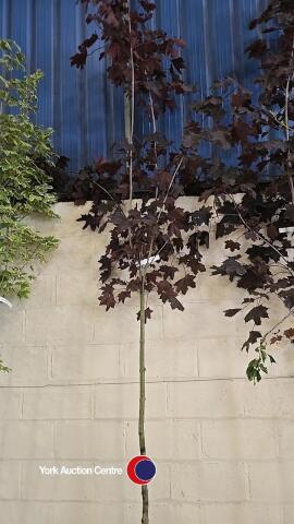 Acer Crimson King