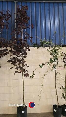 Acer Crimson King