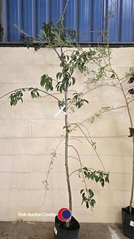Weeping Flowering cherry