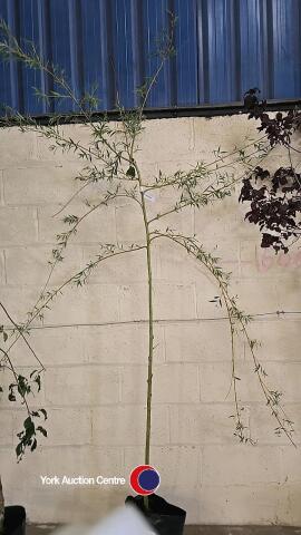 Golden weeping willow