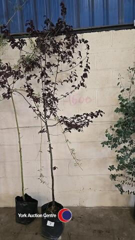 Prunus Pissardii Nigra