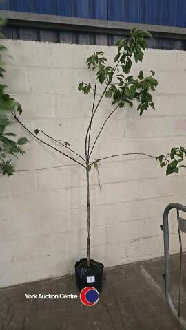 Prunus Avium, White cherry