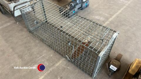 Live fox trap