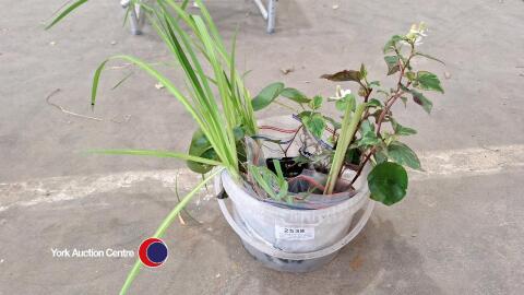 8 x pond plants - blue iris, variegated yellow iris, water lillies and chameleon plant