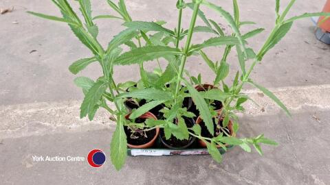 6 x verbena plants