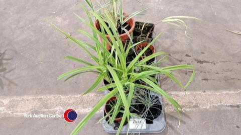 6 x assorted grasses