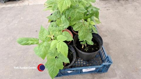 6 x Autumn raspberry plants