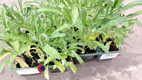 40 x wallflowers