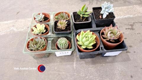10 x assorted succulents/cacti