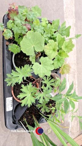 8 x perennials - heuchera, phlox, purple betony, scented pink geranium, lucifer crocosmia, penstemon, blue geranium and hollyhock