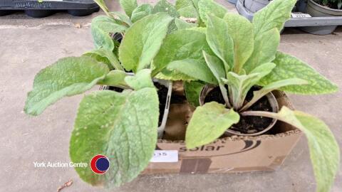 6 x foxgloves
