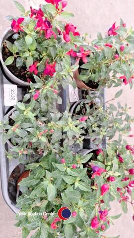 6 x assorted fuchsias