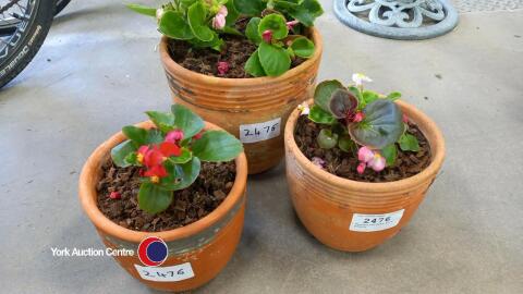 Terracotta pots with plants