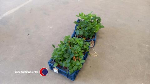 2 trays of strawberry plants, 12 in total.