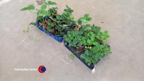 2 trays of strawberry plants, 12 in total.